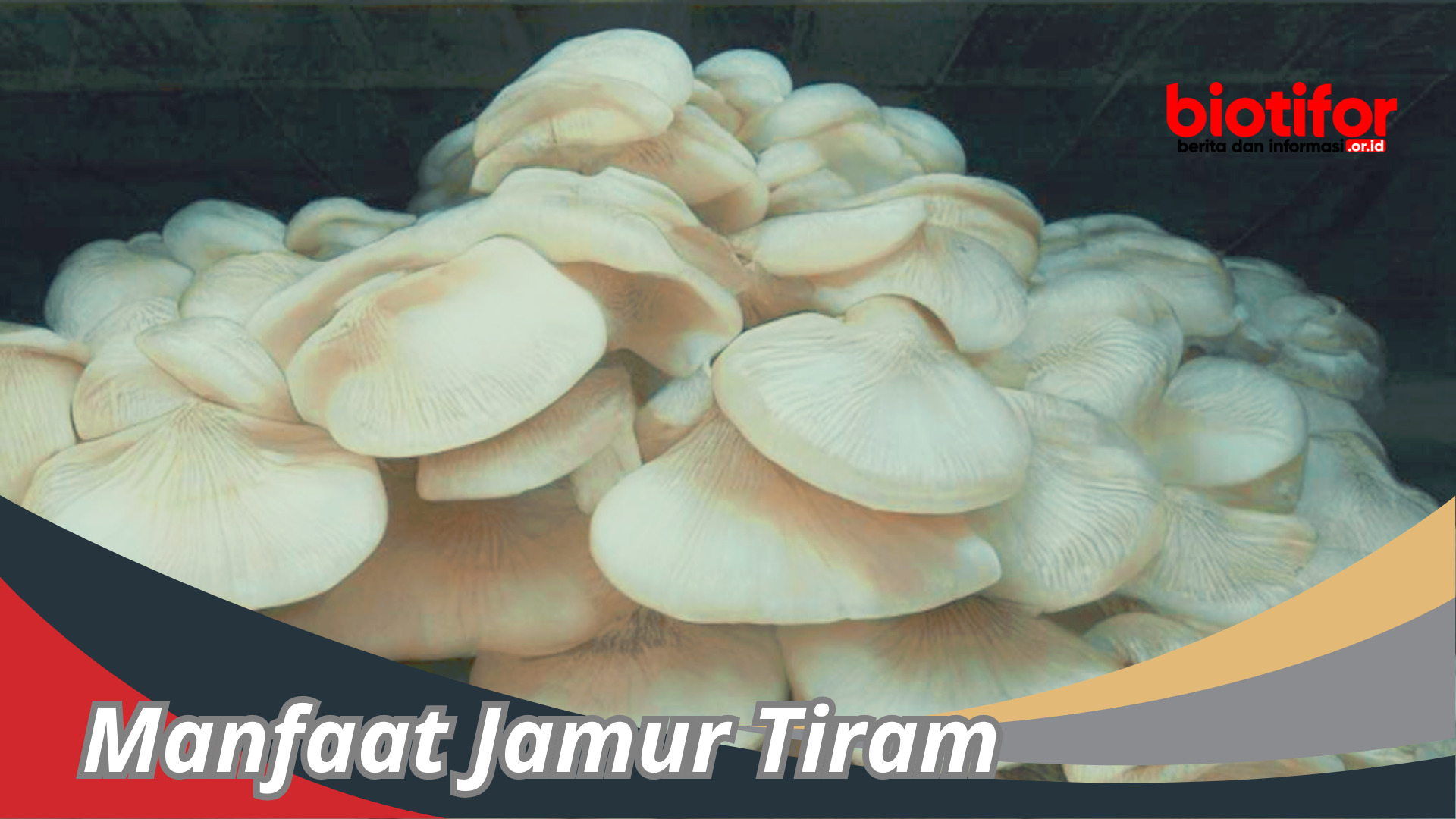 Manfaat Jamur Tiram Keajaiban Tersembunyi