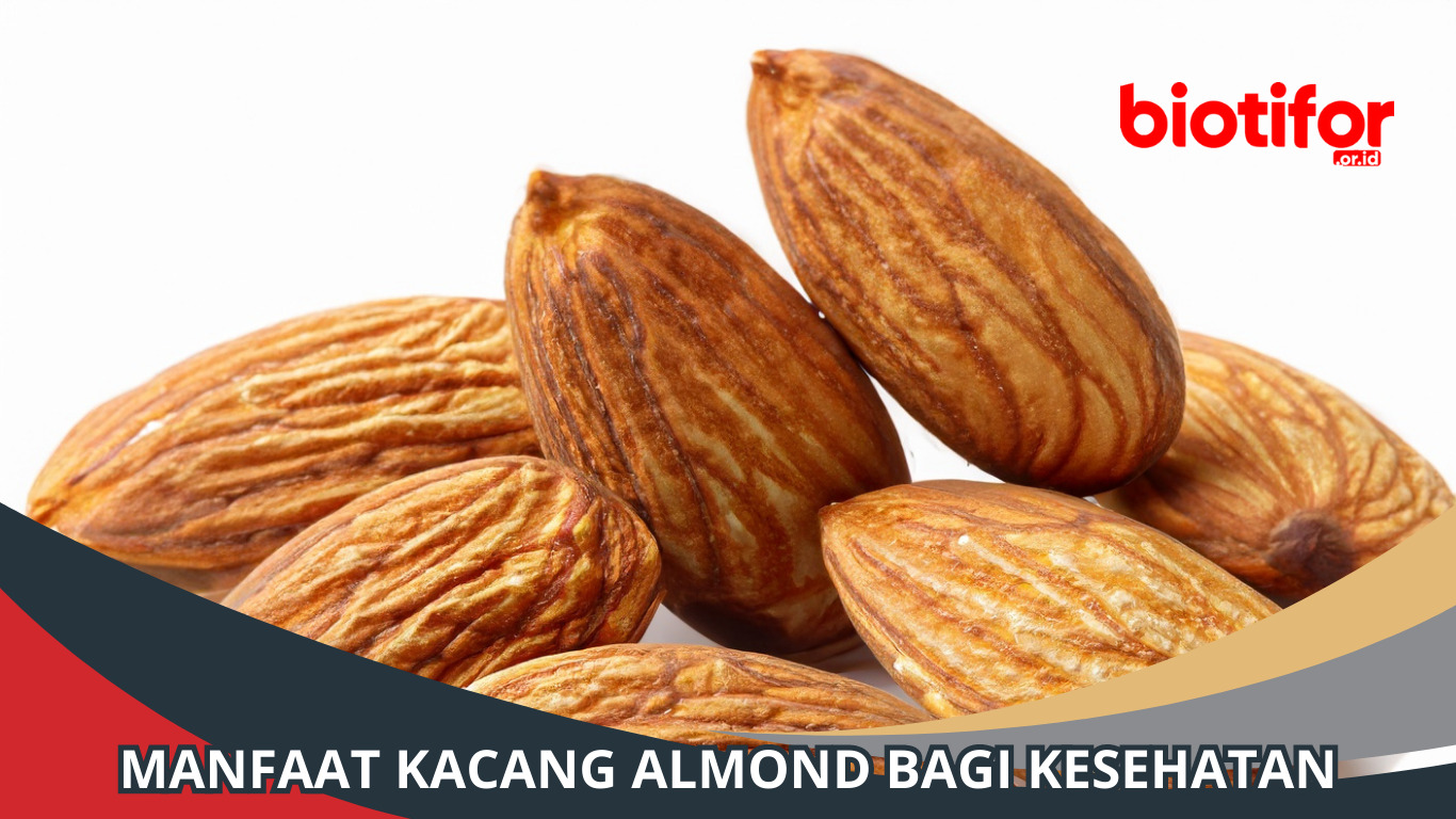 Manfaat Kacang Almond: Nutrisi Penting untuk Kesehatan Kamu