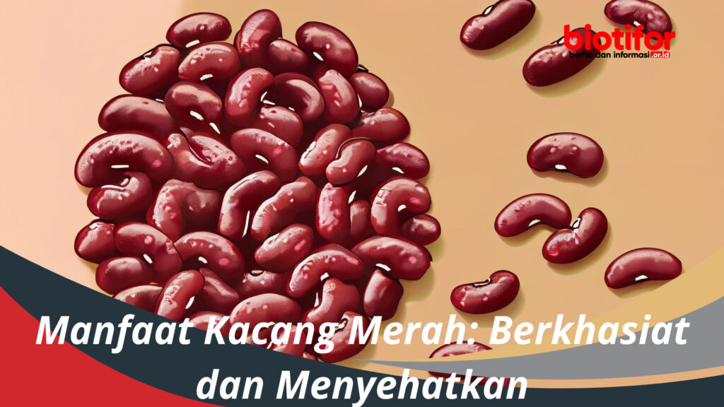 Manfaat Kacang Merah Berkhasiat Dan Menyehatkan Biotifor