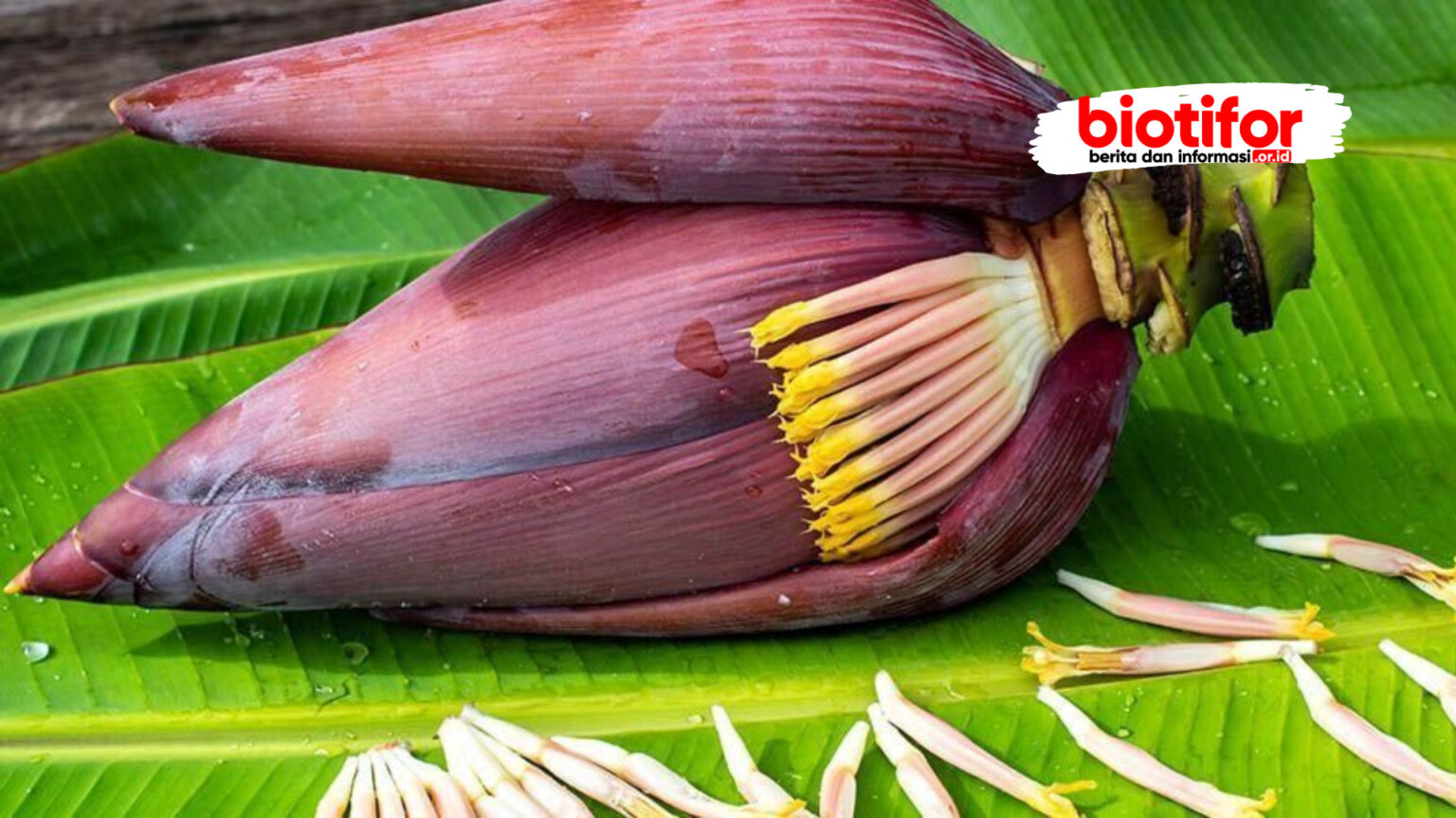 Manfaat Jantung Pisang: Khasiat Luar Biasa Yang Tersembunyi - Biotifor