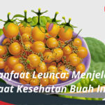 Manfaat Leunca Menjelajahi Manfaat Kesehatan Buah Indonesia