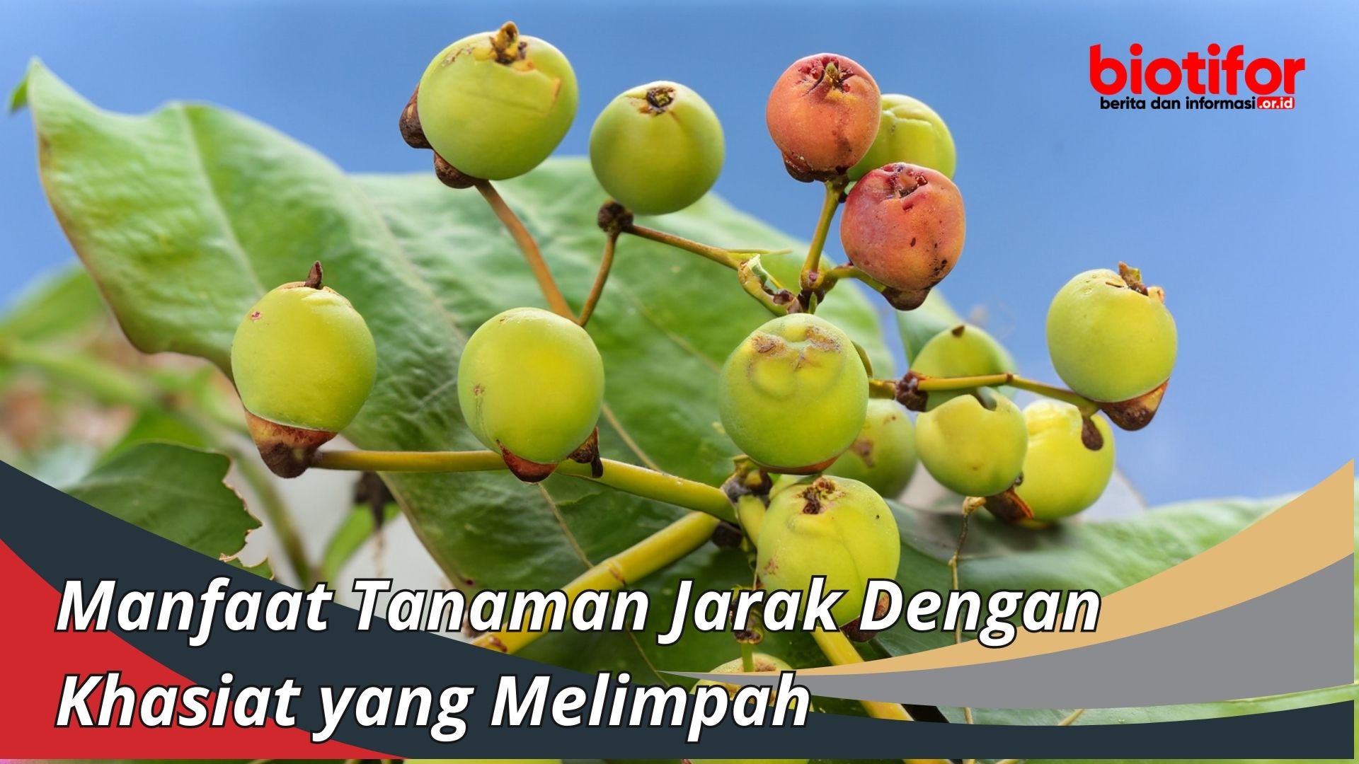 Manfaat Tanaman Jarak Dengan Khasiat yang Melimpah