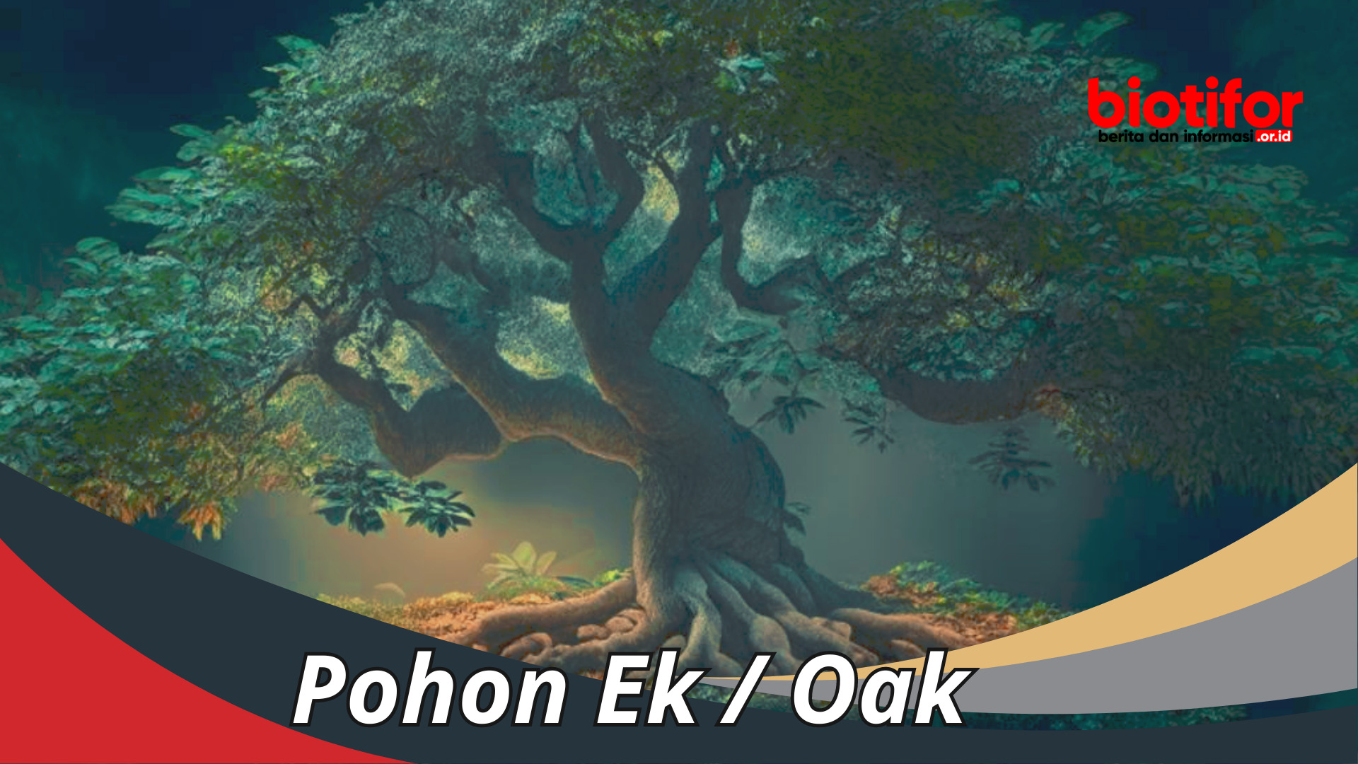 Pohon Ek Atau Oak Yang Megah: Keajaiban Alam