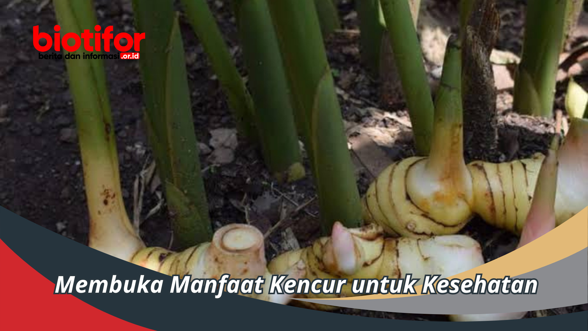 Membuka Manfaat Kencur untuk Kesehatan