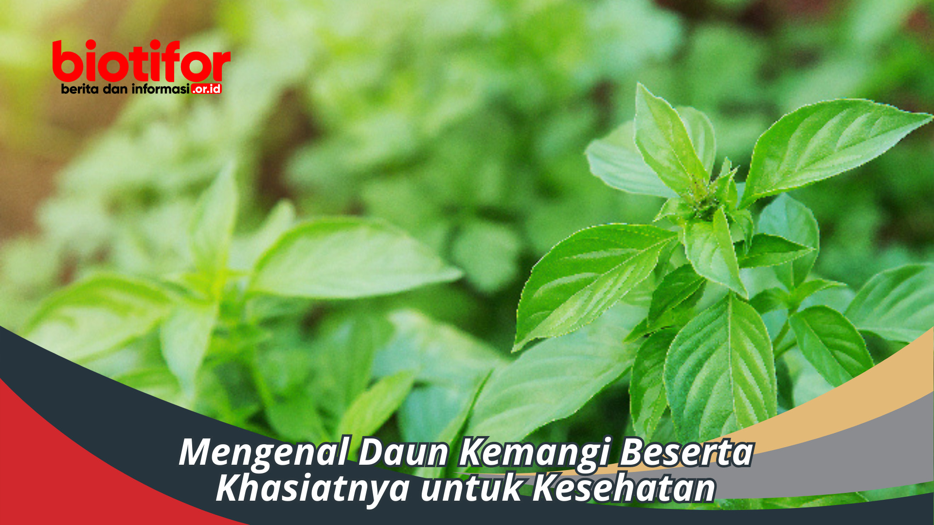 Mengenal Daun Kemangi Beserta Khasiatnya untuk Kesehatan