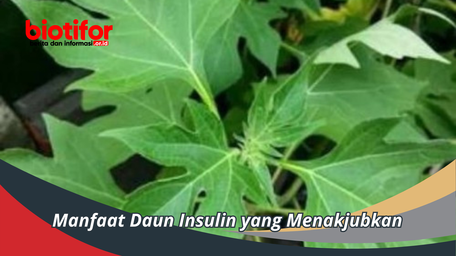 Manfaat Daun Insulin yang Menakjubkan