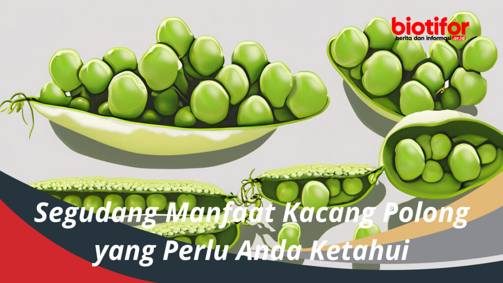 Segudang Manfaat Kacang Polong Yang Perlu Anda Ketahui Biotifor