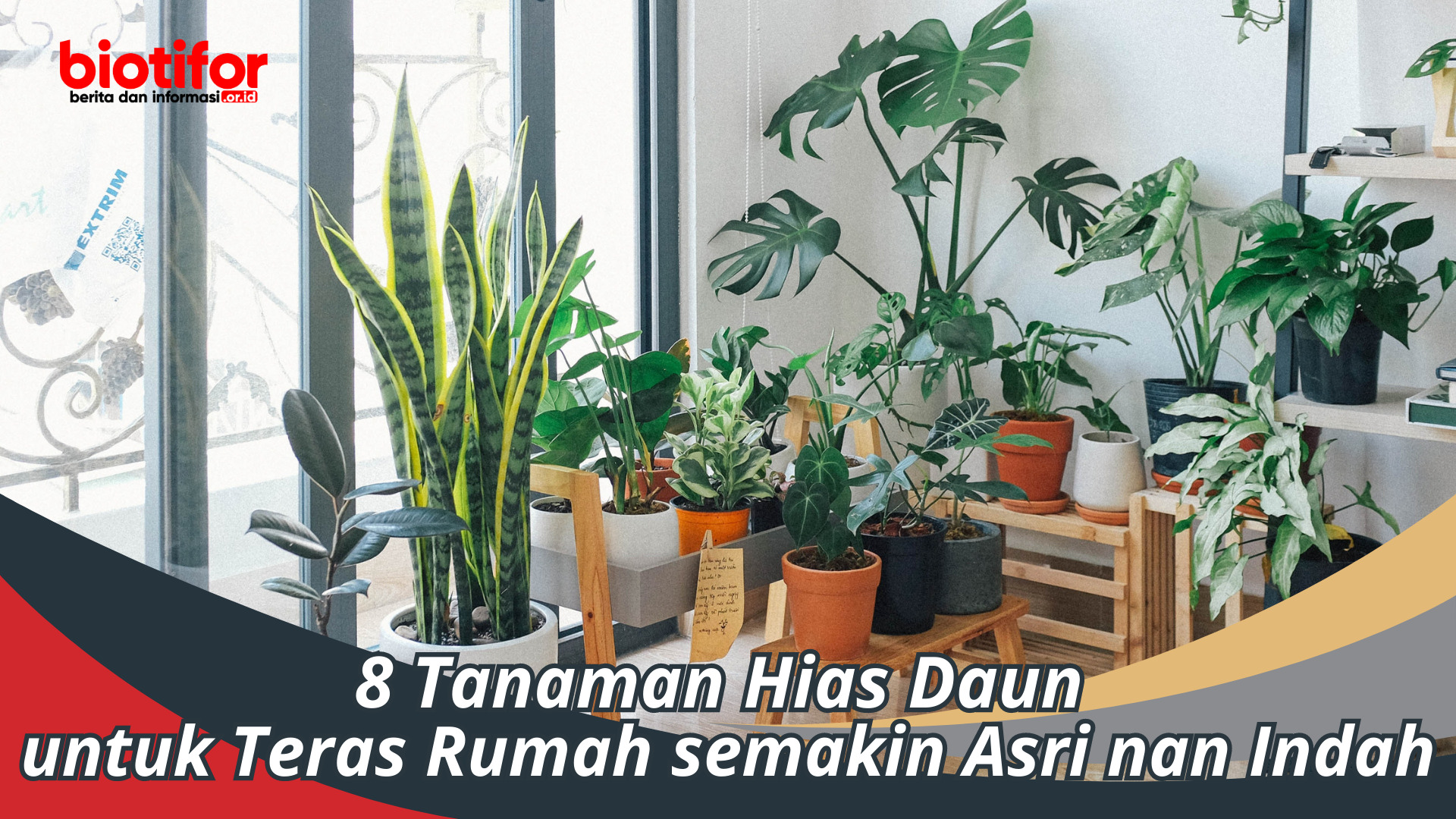 8 Tanaman Hias Daun untuk Teras Rumah semakin Asri nan Indah