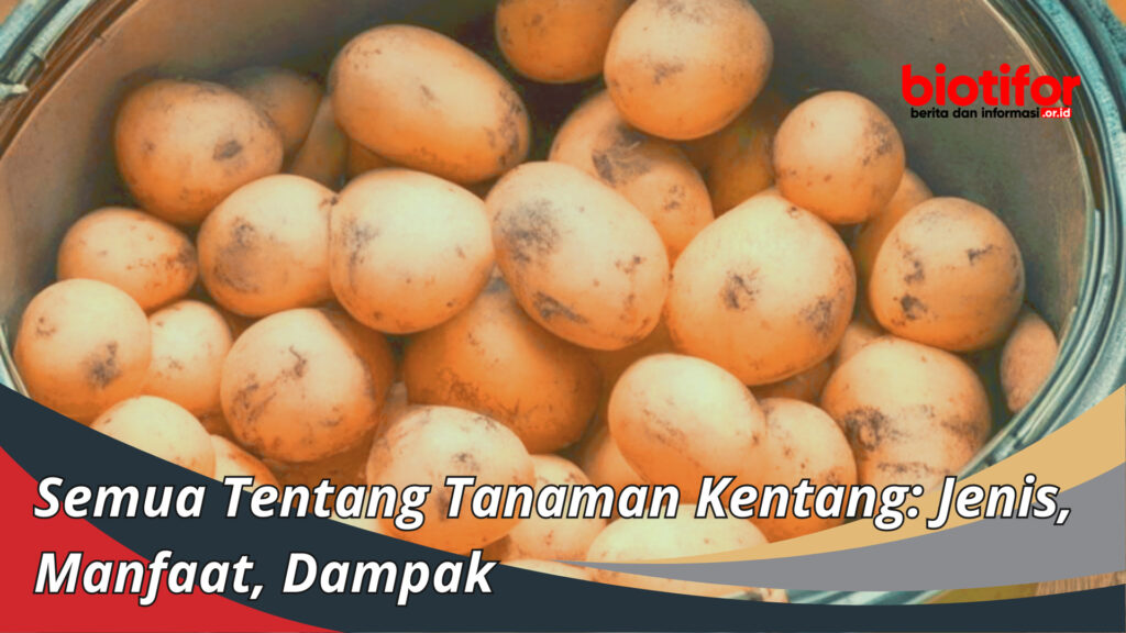 Semua Tentang Tanaman Kentang Jenis Manfaat Dampak