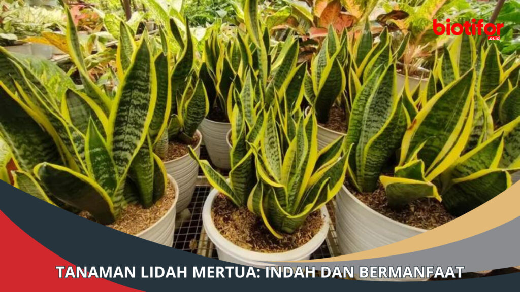 Lidah Mertua: Tanaman yang Bermanfaat untuk Kesehatan dan Keindahan