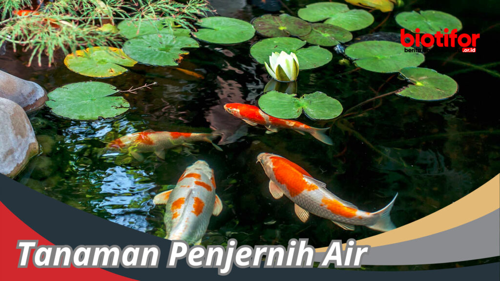 Jenis Tanaman Penjernih Air Membersihkan Air Dengan Alami