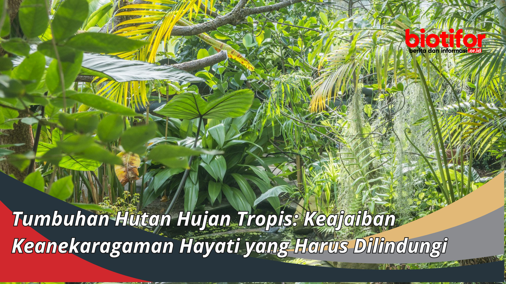 Tumbuhan Hutan Hujan Tropis: Keajaiban Keanekaragaman Hayati