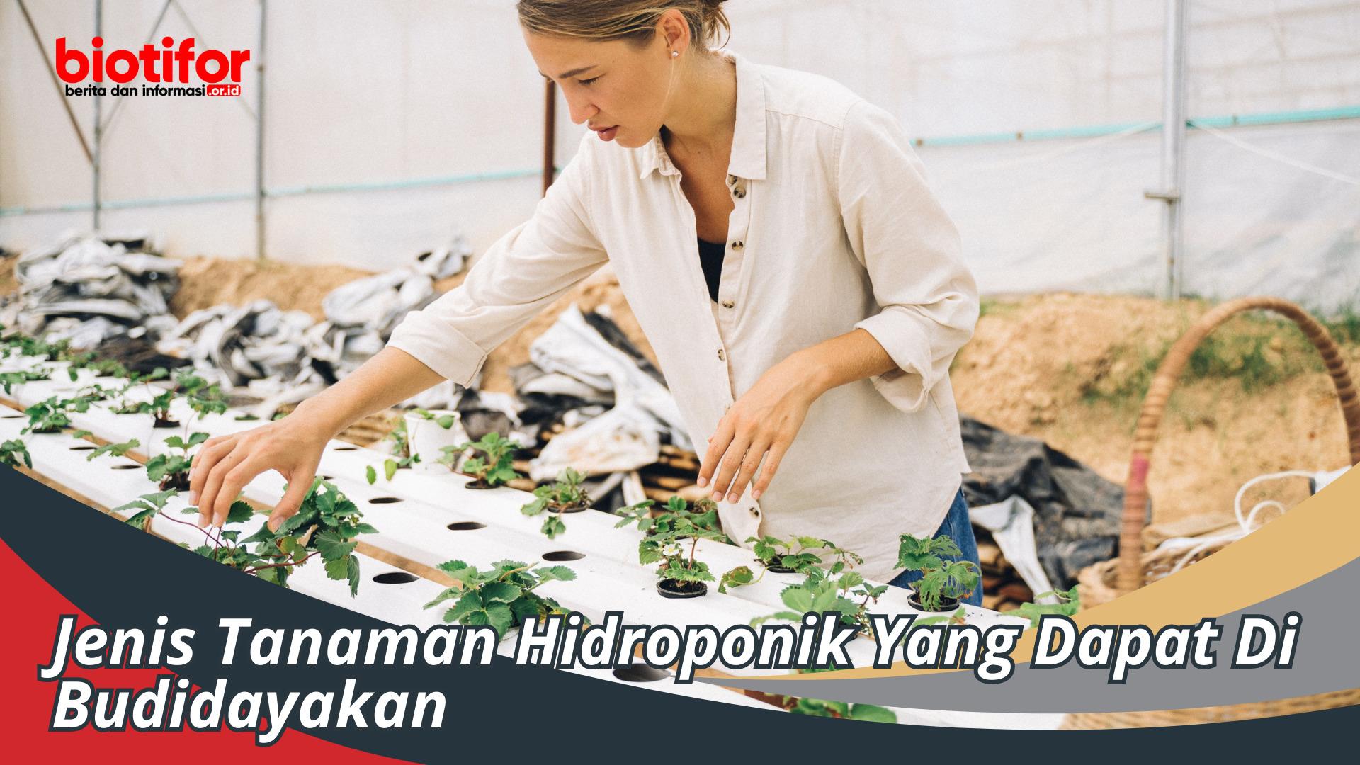 Jenis Tanaman Hidroponik Yang Dapat Di Budidayakan