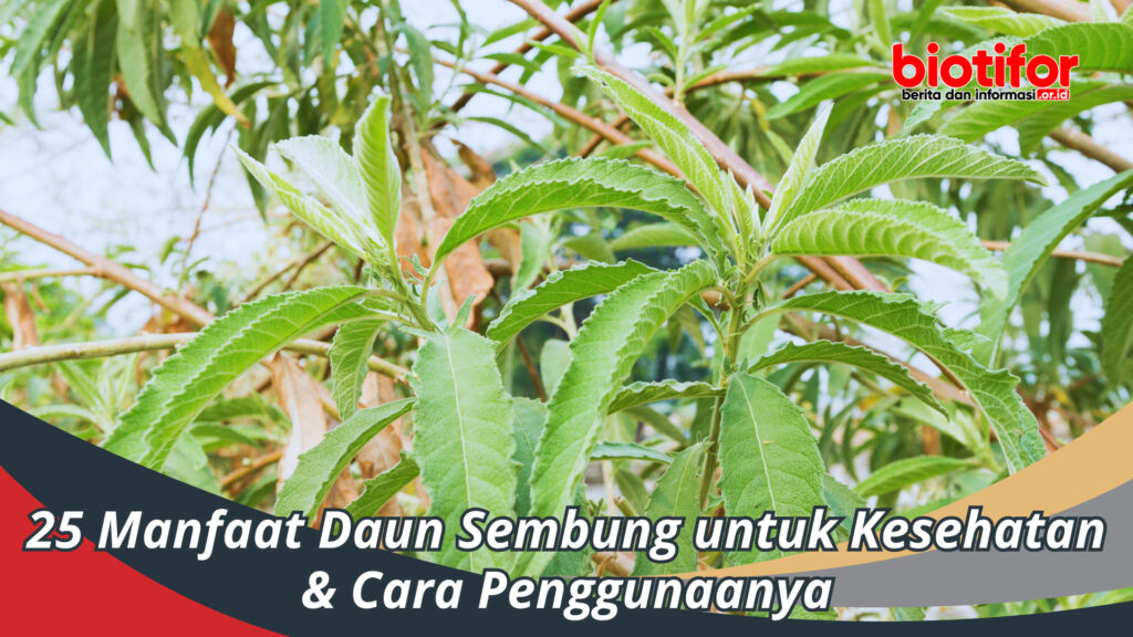 Manfaat Daun Sembung Untuk Kesehatan & Cara Pengguaannya - Biotifor