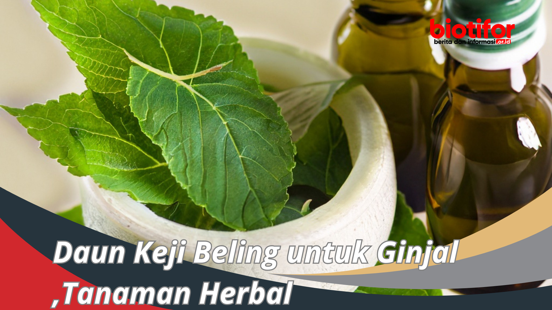 Daun Keji Beling untuk Ginjal ,Tanaman Herbal