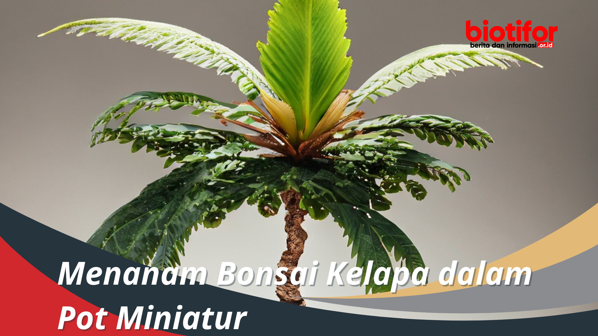 Menanam Bonsai Kelapa dalam Pot Miniatur