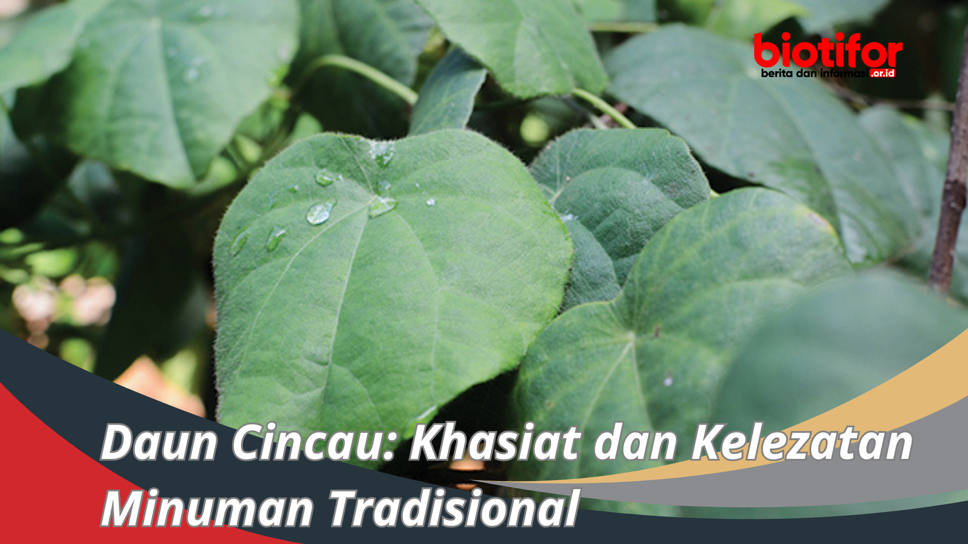 Daun Cincau: Khasiat dan Kelezatan Minuman Tradisional