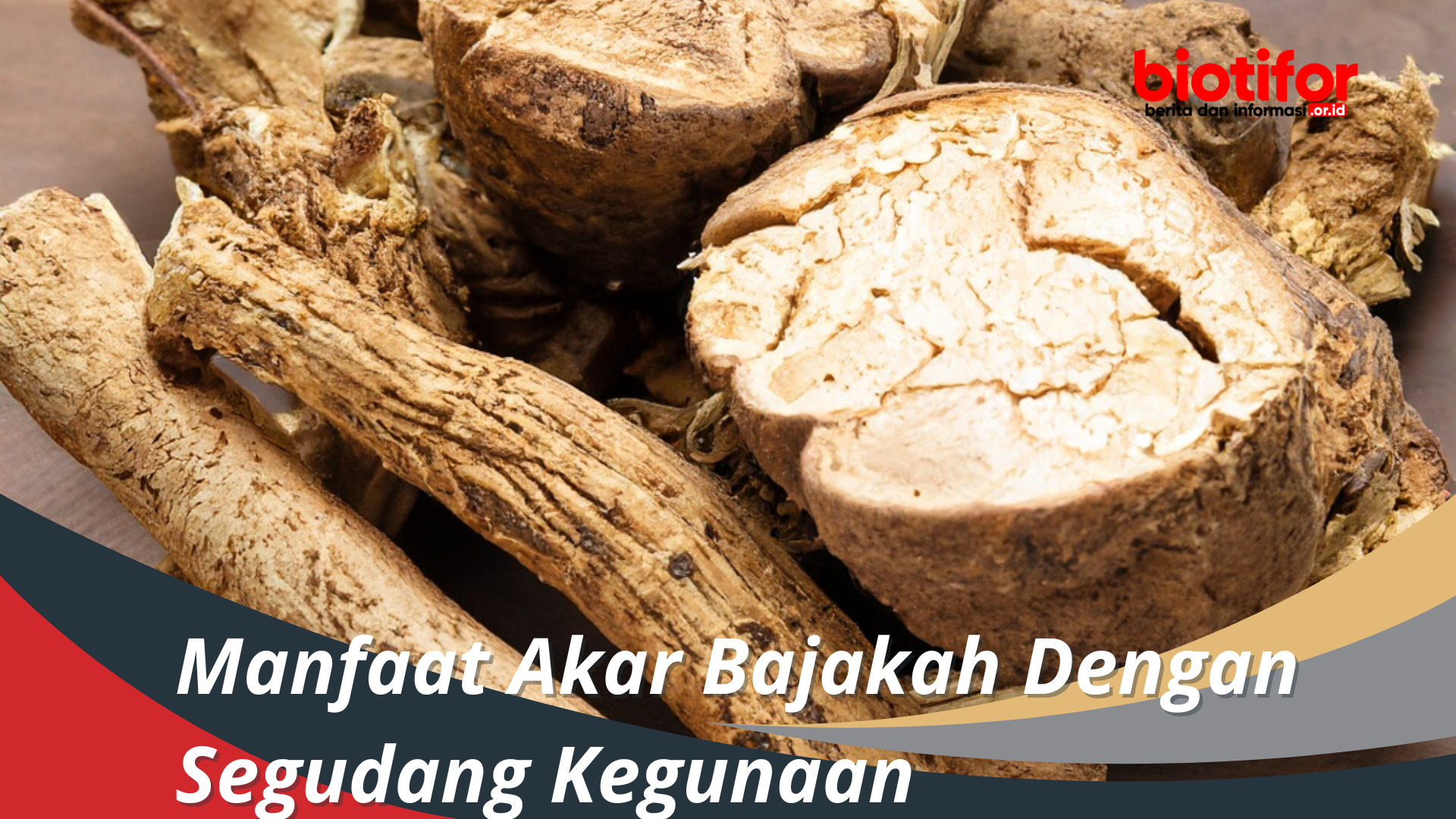 Manfaat Akar Bajakah Dengan Segudang Kegunaan