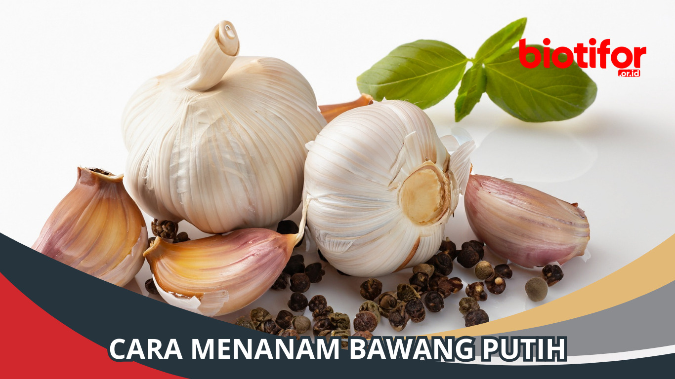 Cara Menanam Bawang Putih: Panduan Lengkap untuk Pemula