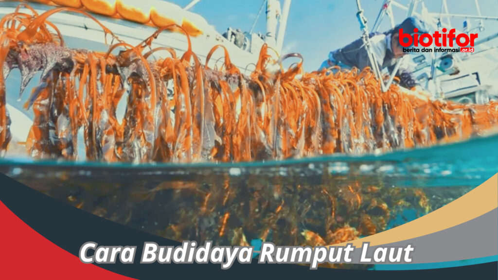 Cara Budidaya Rumput Laut Panduan Lengkap Untuk Pemula Biotifor