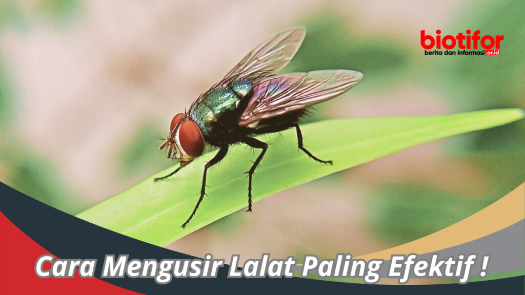 Cara Mengusir Lalat Paling Efektif Metode Sederhana