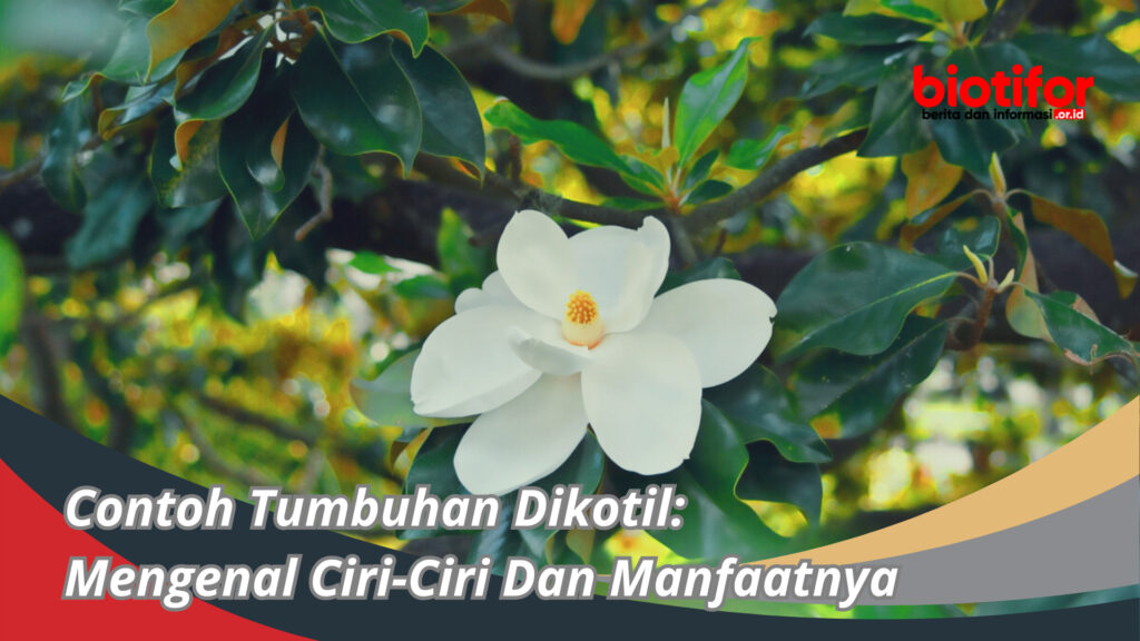 Contoh Tumbuhan Dikotil: Mengenal Ciri-Ciri Dan Manfaatnya