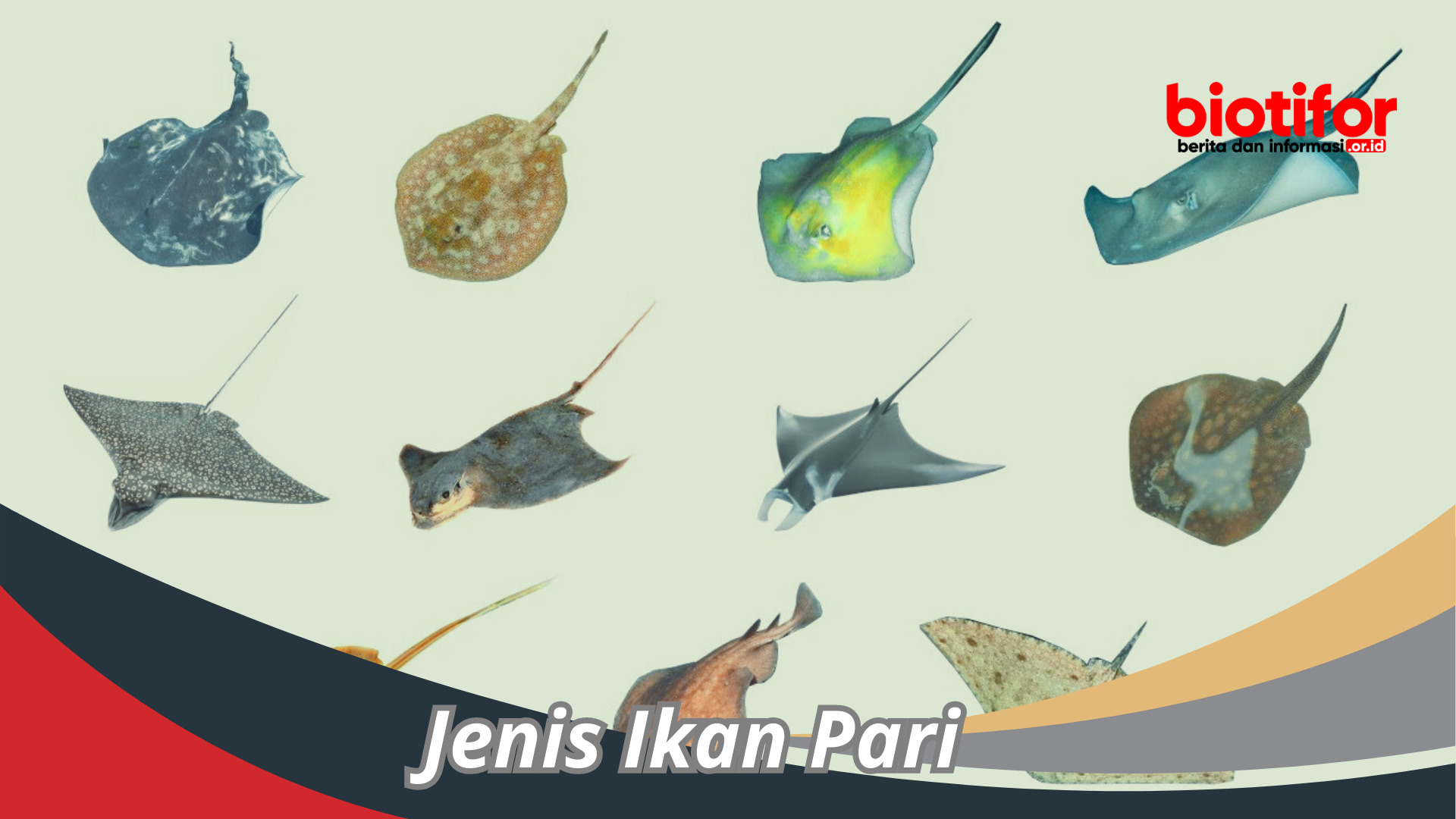 Macam-Macam Jenis Ikan Pari Yang Menarik