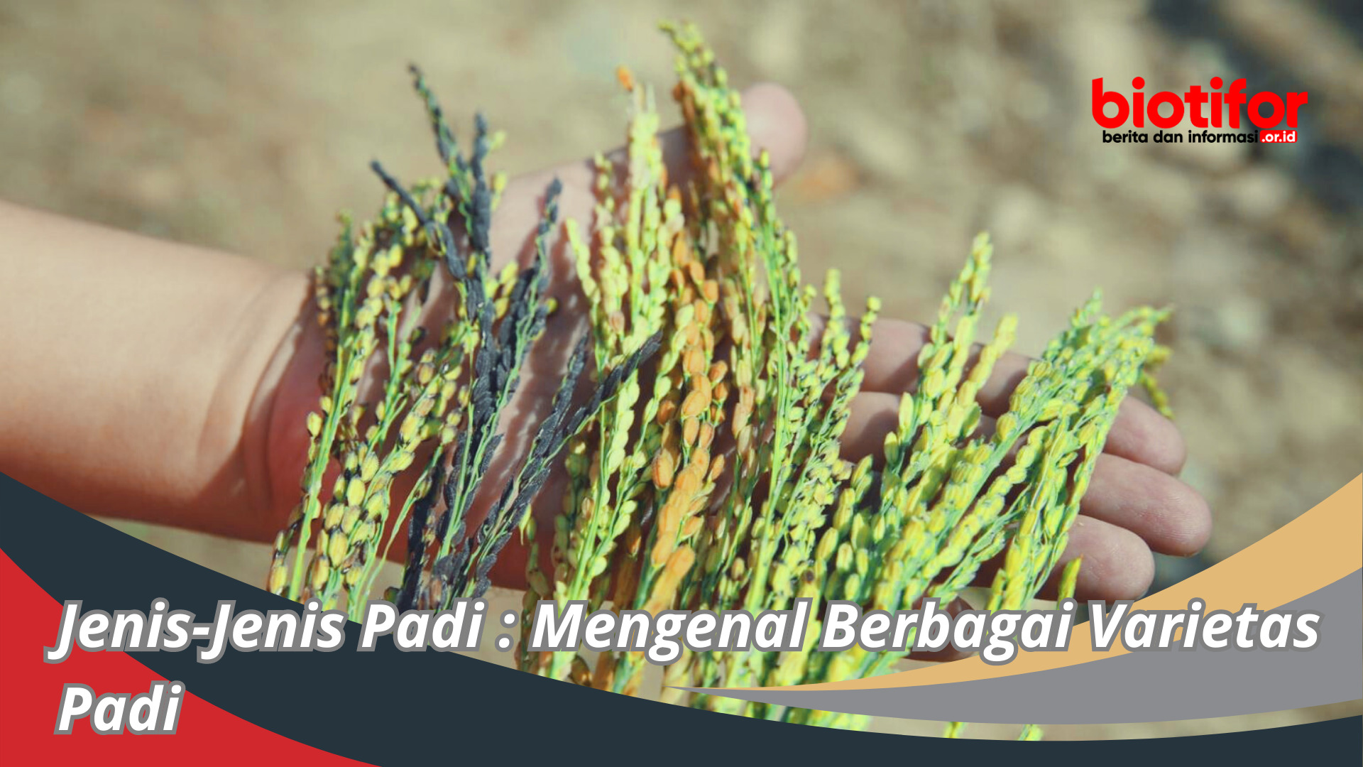 Jenis-Jenis Padi : Mengenal Berbagai Varietas Padi