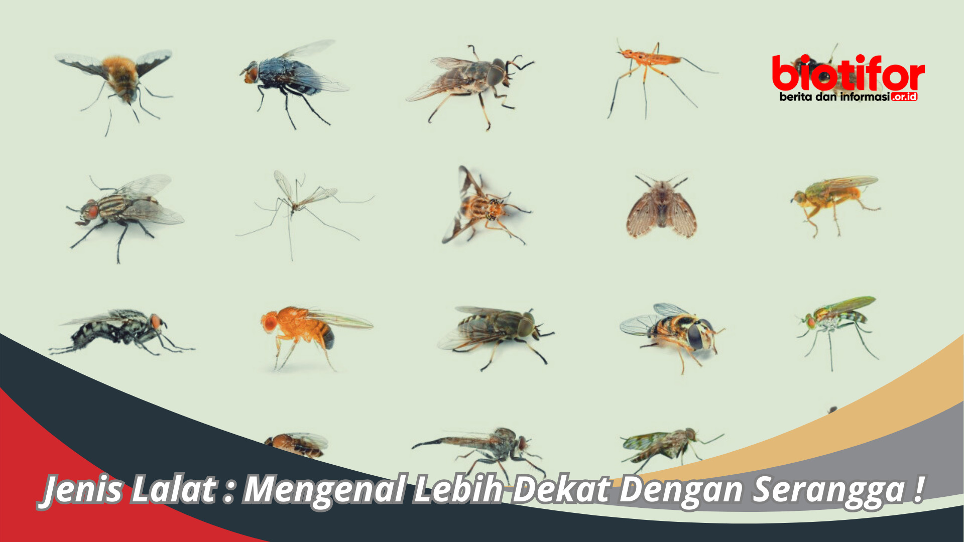 Jenis Lalat : Mengenal Lebih Dekat Dengan Serangga !