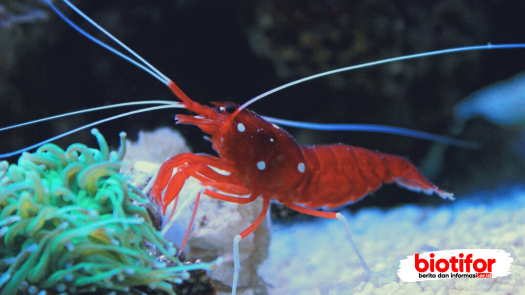 Keanekaragaman Jenis Udang Laut Eksplorasi Dari Dasar Laut