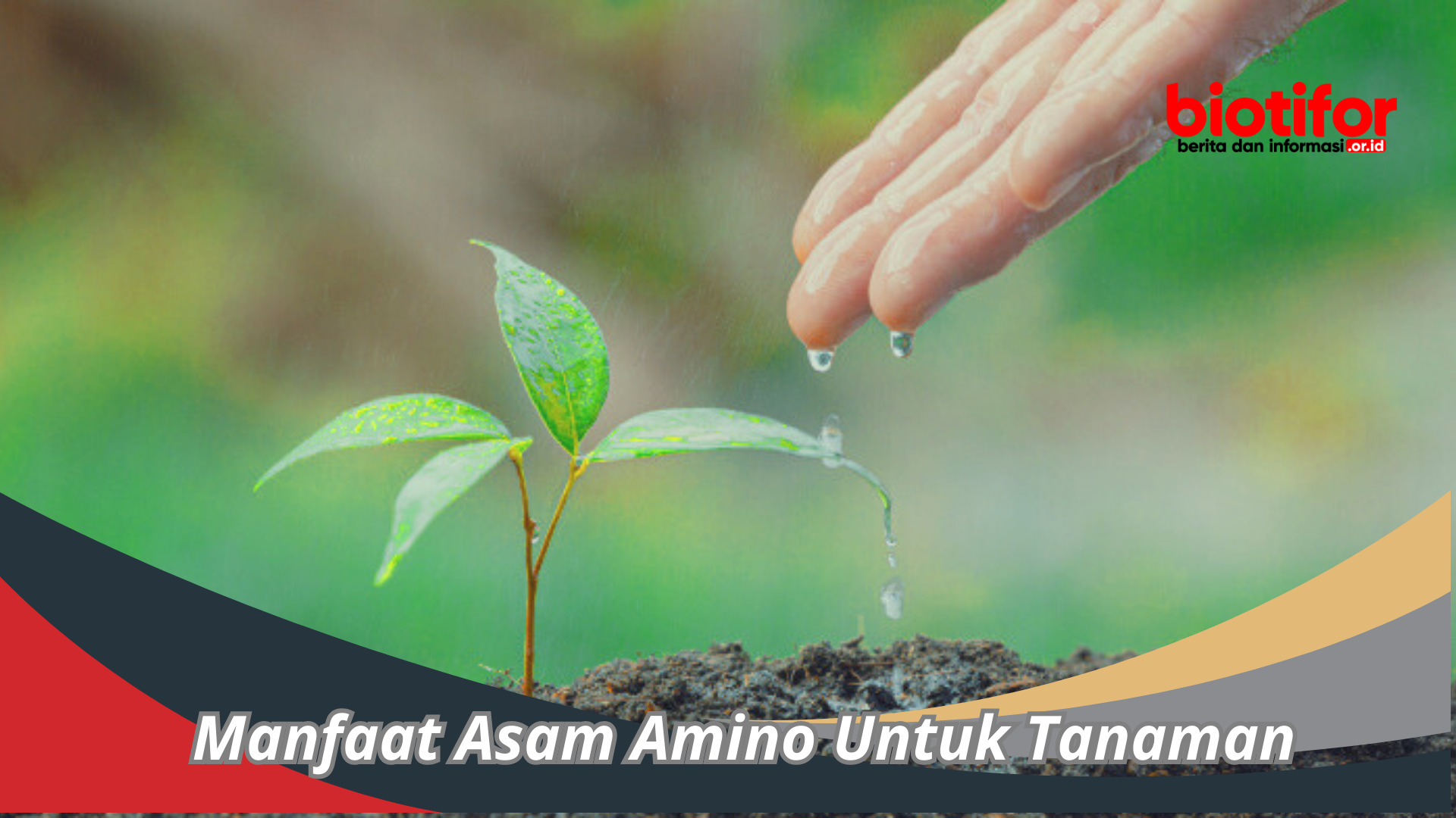 Manfaat Asam Amino Untuk Tanaman : Pertumbuhan, Produktivitas