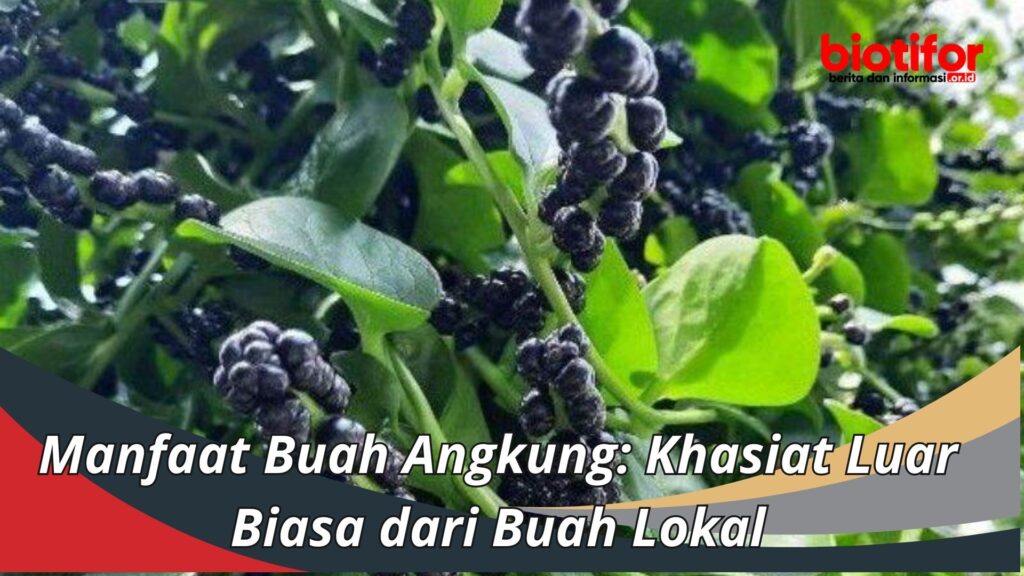 Manfaat Buah Angkung Khasiat Luar Biasa Dari Buah Lokal Biotifor 7745