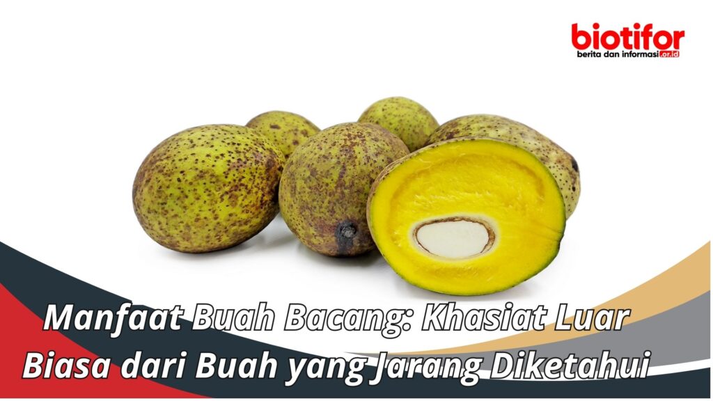 Manfaat Buah Bacang Khasiat Luar Biasa Dari Buah Yang Jarang Diketahui