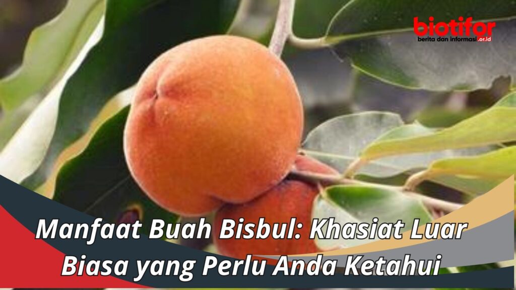 Manfaat Buah Bisbul Khasiat Luar Biasa Yang Perlu Anda Ketahui Biotifor