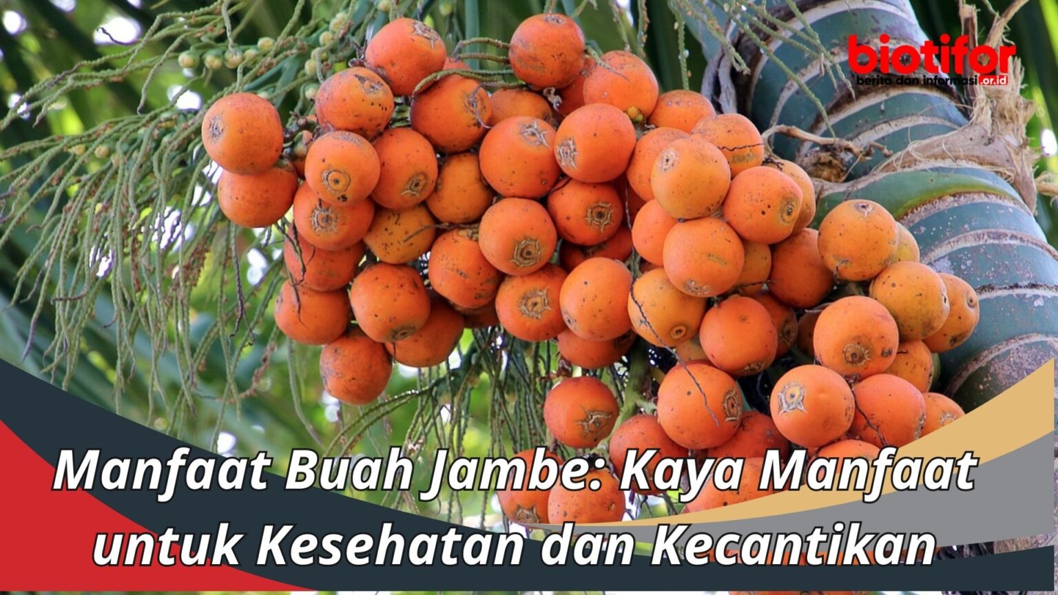 Manfaat Buah Jambe Kaya Manfaat Untuk Kesehatan Dan Kecantikan