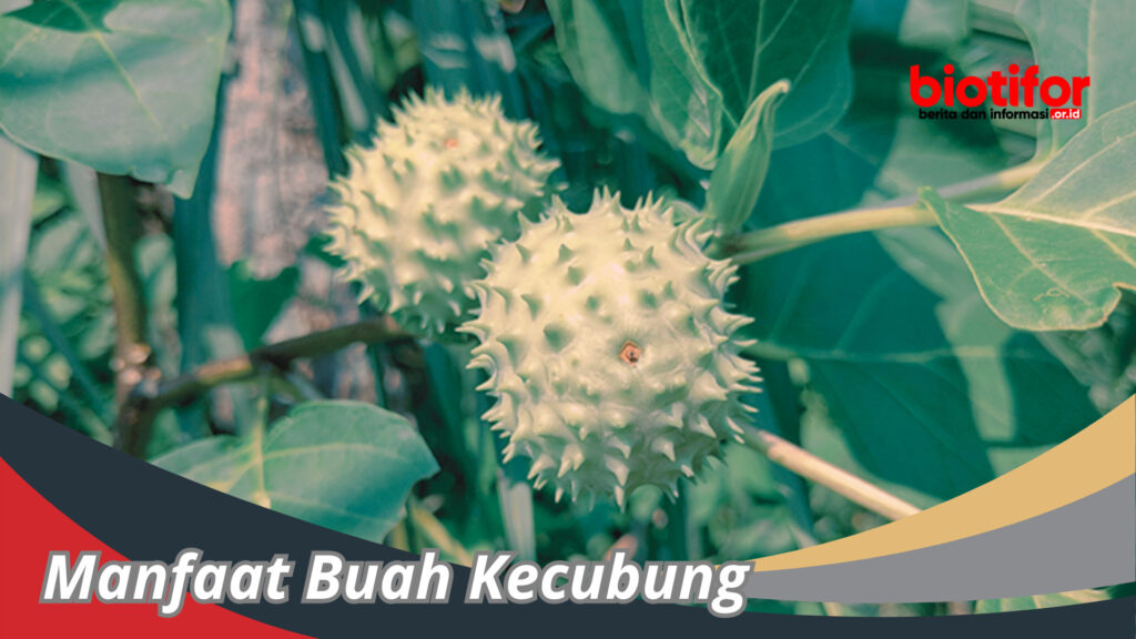 Manfaat Buah Kecubung Buah Yang Menakjubkan