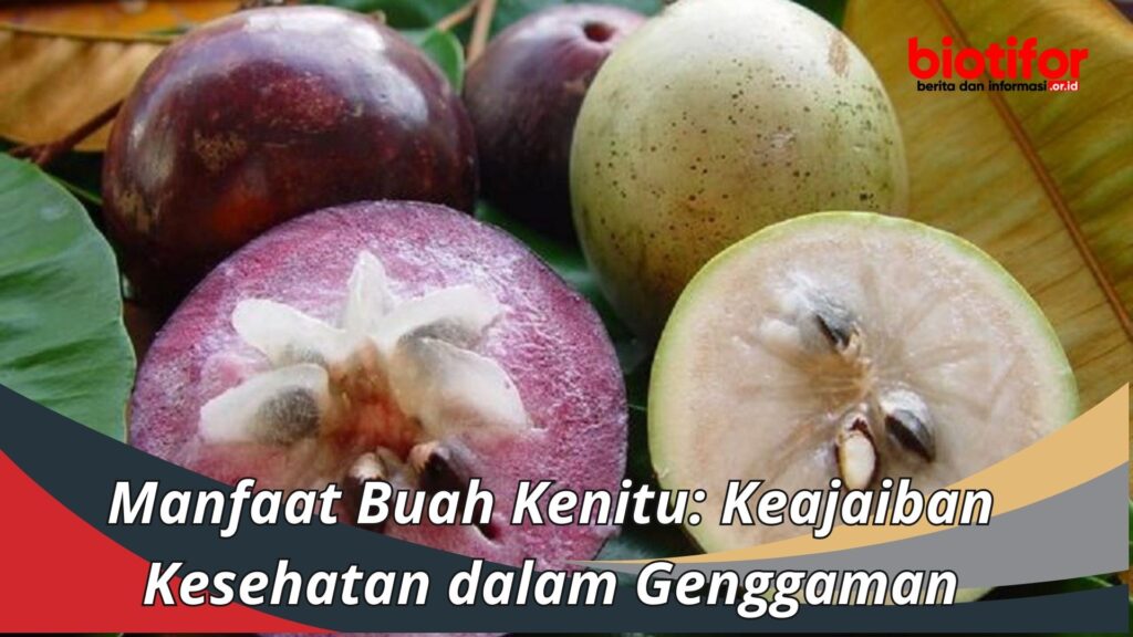 Manfaat Buah Kenitu Keajaiban Kesehatan Dalam Genggaman Biotifor