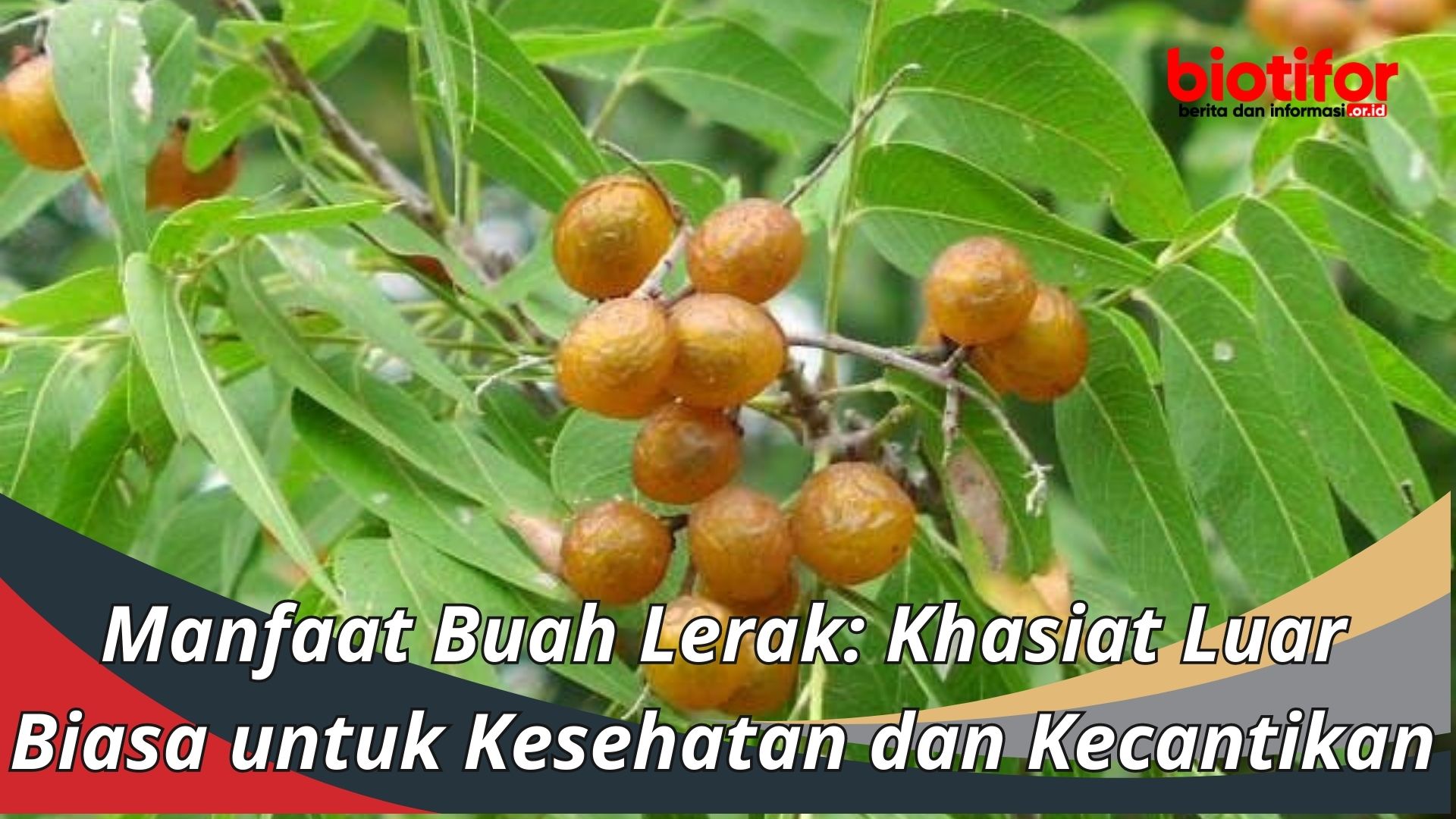 Manfaat Buah Lerak: Khasiat Luar Biasa untuk Kesehatan dan Kecantikan