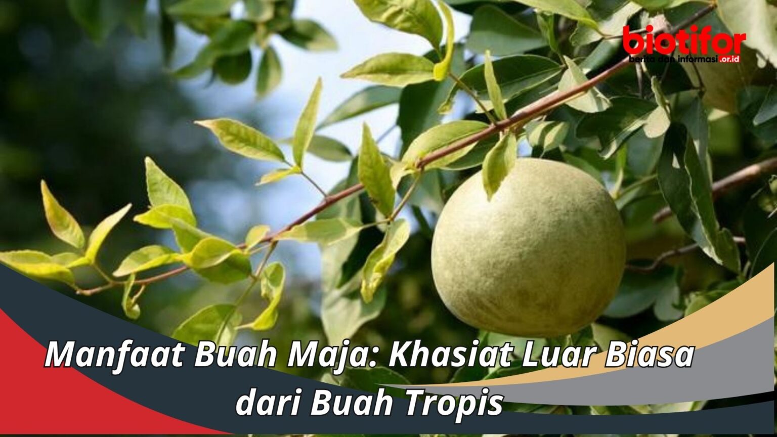 Manfaat Buah Maja Khasiat Luar Biasa Dari Buah Tropis