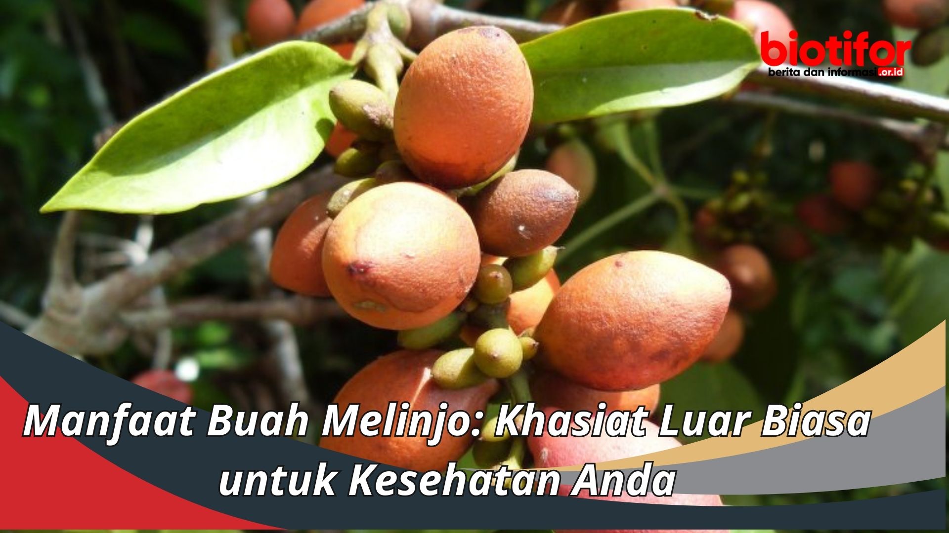 Manfaat Buah Melinjo Khasiat Luar Biasa Untuk Kesehatan Anda Biotifor 9397