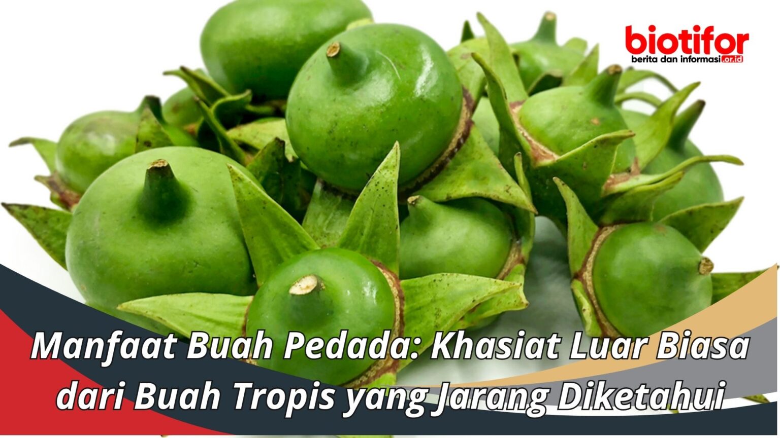 Manfaat Buah Pedada Khasiat Luar Biasa Dari Buah Tropis Yang Jarang Diketahui 3327