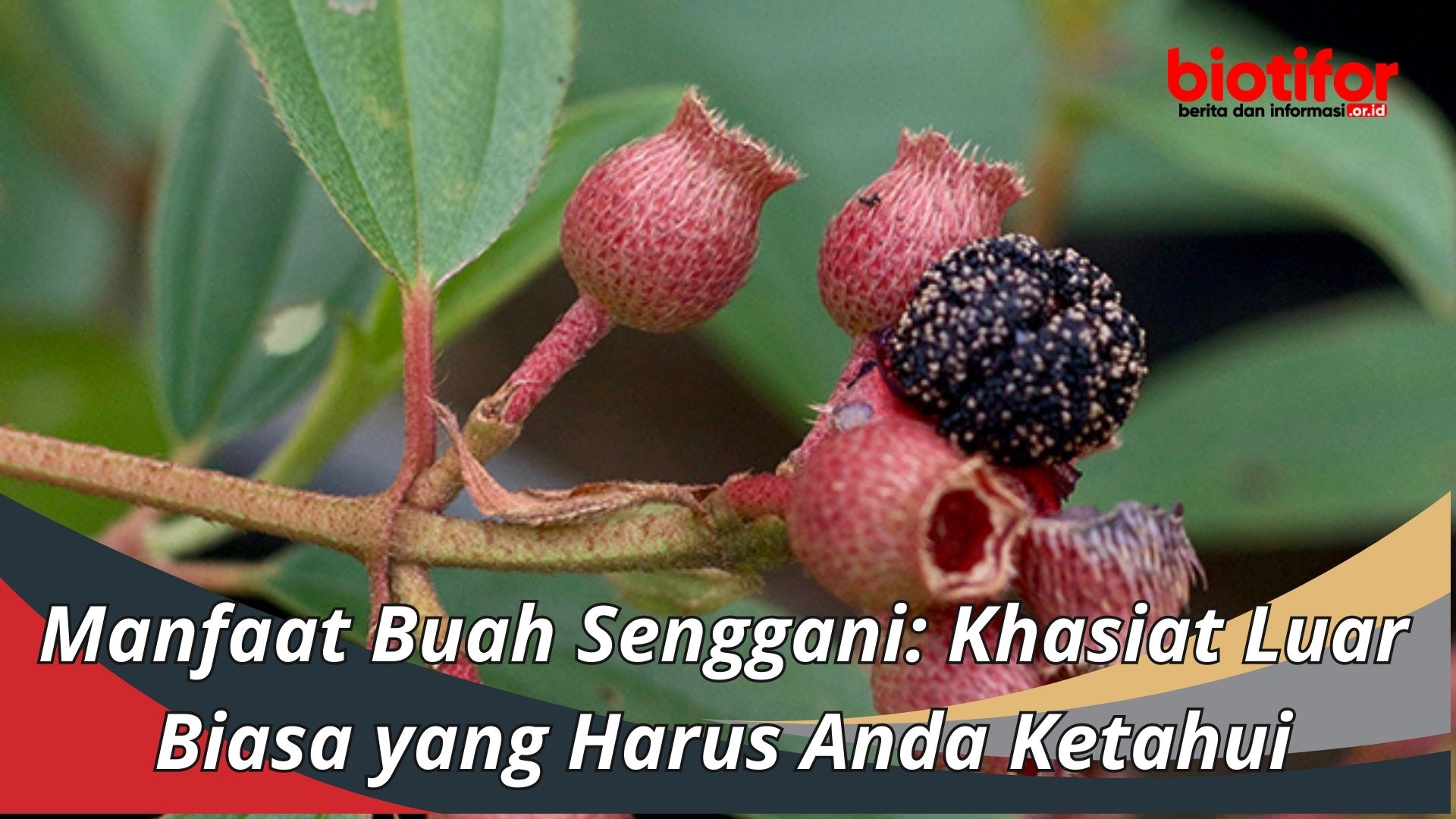 Manfaat Buah Senggani Khasiat Luar Biasa Yang Harus Anda Ketahui 3463