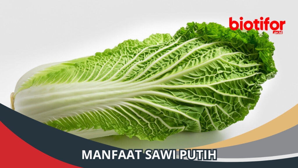 Manfaat Sawi Putih Khasiat Luar Biasa Untuk Kesehatan Kamu Biotifor