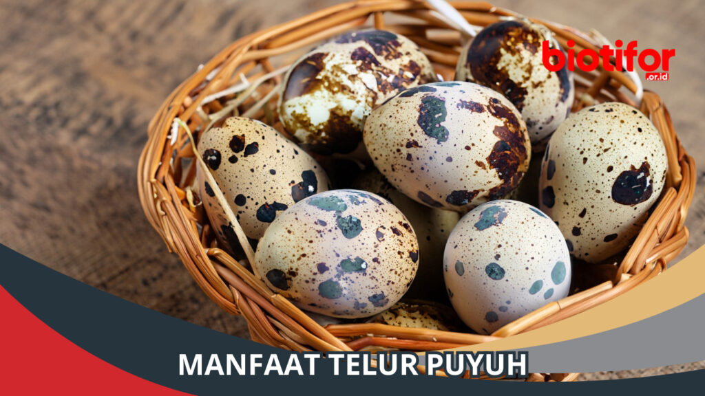 Manfaat Telur Puyuh Kandungan Nutrisi Dan Keuntungannya Biotifor