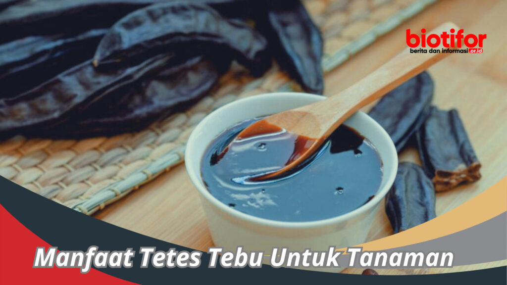 Tetes Tebu: Rahasia Tersembunyi untuk Tanaman yang Sehat dan Produktif