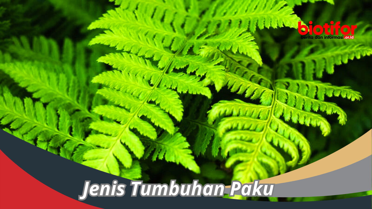 Jenis Tumbuhan Paku Peran Penting Dalam Ekosistem Biotifor