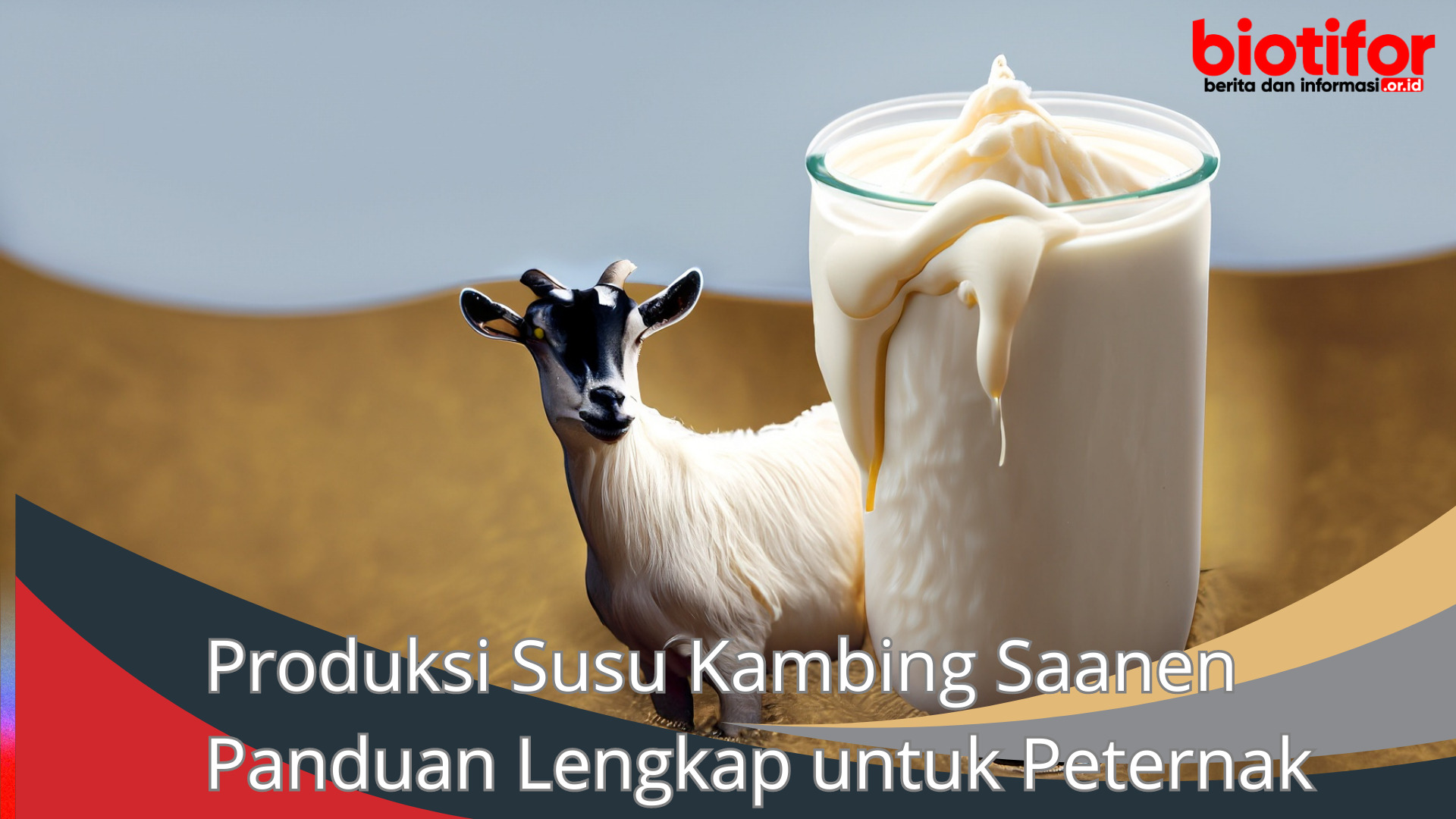 Produksi Susu Kambing Saanen Panduan Lengkap untuk Peternak