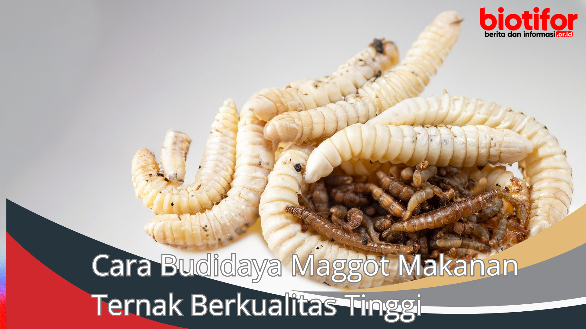 Cara Budidaya Maggot Makanan Ternak Berkualitas Tinggi