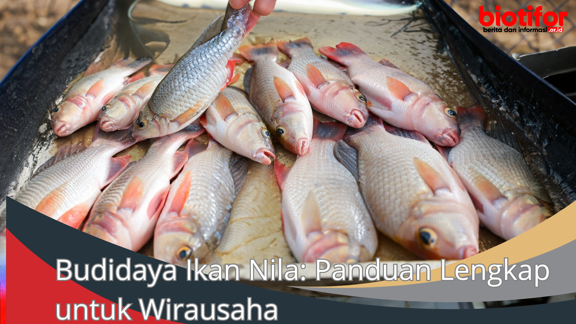 Budidaya Ikan Nila: Panduan Lengkap untuk Wirausaha