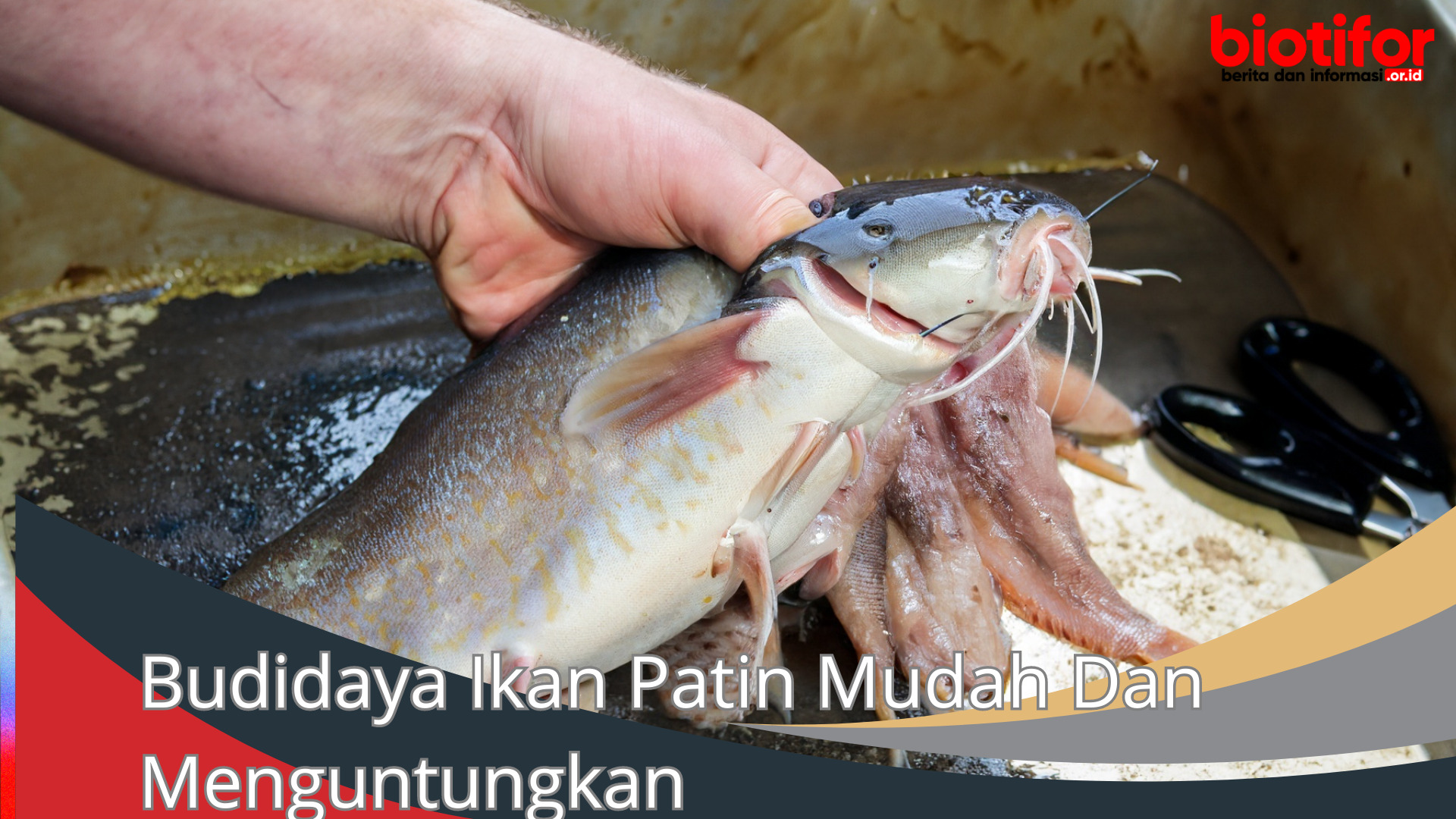 Budidaya Ikan Patin Mudah Dan Menguntungkan